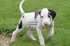 Small Photo #1 Great Dane Puppy For Sale in MILLERSBURG, IN, USA
