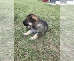 Small Photo #25 German Shepherd Dog Puppy For Sale in ZEPHYRHILLS, FL, USA