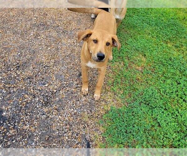 Medium Photo #1 Labrador Retriever-Unknown Mix Puppy For Sale in Houston, TX, USA