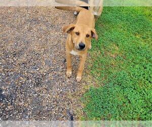 Labrador Retriever-Unknown Mix Dogs for adoption in Houston, TX, USA