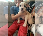 Small Photo #1 American Bulldog Puppy For Sale in TOCCOA, GA, USA