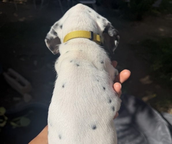 Medium Photo #3 Dalmatian Puppy For Sale in COLTON, CA, USA