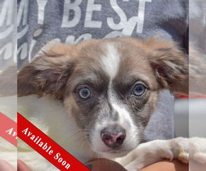 Chion Dogs for adoption in Huntley, IL, USA
