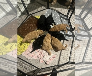 Goldendoodle Litter for sale in FORT WORTH, TX, USA