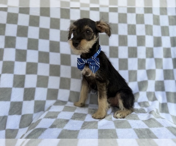 Medium Photo #9 Schnauzer (Miniature) Puppy For Sale in LAKELAND, FL, USA