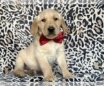 Small Photo #1 Golden Labrador Puppy For Sale in LANCASTER, PA, USA