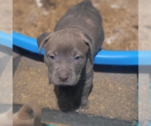 American Bully Puppy for Sale in GLEN BURNIE, Maryland USA