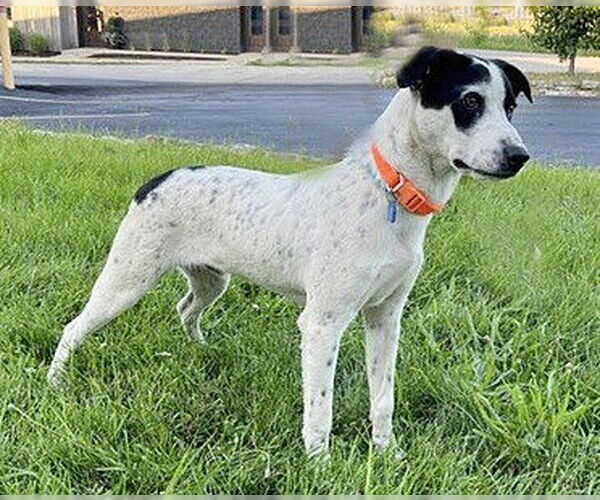 Medium Photo #2 Spaniel-Unknown Mix Puppy For Sale in Genesee, WI, USA