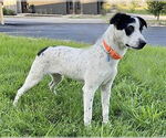 Small #1 Spaniel Mix