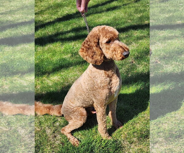 Medium Photo #1 Mutt Puppy For Sale in Emmett, ID, USA