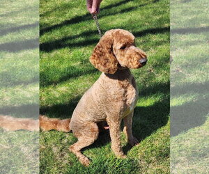 Mutt Dogs for adoption in Emmett, ID, USA