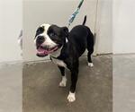 Small Bulldog Mix