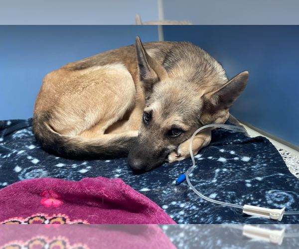 Medium Photo #3 German Shepherd Dog Puppy For Sale in Kansas City, MO, USA