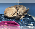 Small #2 German Shepherd Dog