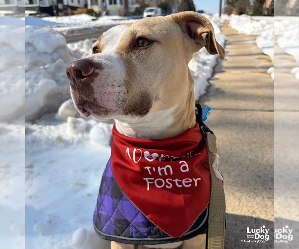 Medium Photo #7 Retriever -Unknown Mix Puppy For Sale in Washington, DC, USA