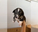 Puppy Male Black tri Pembroke Welsh Corgi