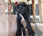 Puppy 6 Bullmastiff-Mastador Mix