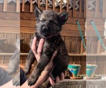 Small Photo #7 German Shepherd Dog Puppy For Sale in COSHOCTON, OH, USA