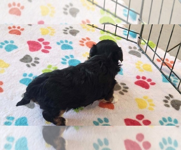 Medium Photo #2 Havanese Puppy For Sale in ORO VALLEY, AZ, USA
