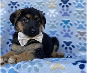 German Shepherd Dog Puppy for sale in LANCASTER, PA, USA