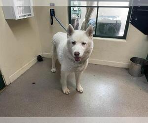 Siberian Husky Dogs for adoption in Pasadena, CA, USA