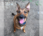 Small #7 German Shepherd Dog Mix