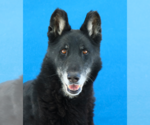 Small German Shepherd Dog