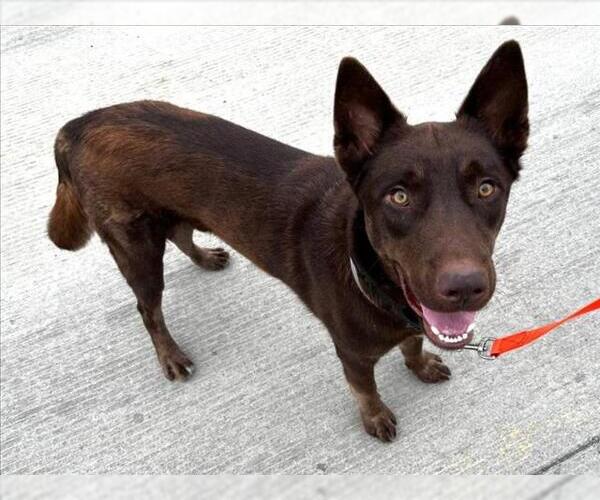 Medium Photo #3 German Shepherd Dog-Unknown Mix Puppy For Sale in Martinez, CA, USA