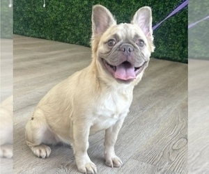 French Bulldog Puppy for sale in HOUSTON, TX, USA