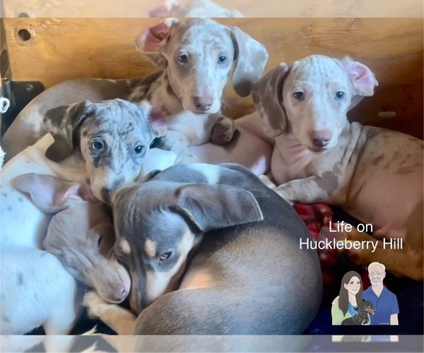 Medium Photo #9 Dachshund Puppy For Sale in LAKEBAY, WA, USA