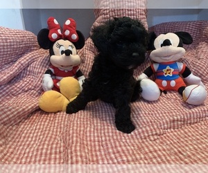 YorkiePoo Puppy for sale in SPICELAND, IN, USA
