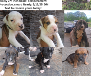 American Bully Puppy for Sale in AURORA, Colorado USA
