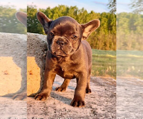 Medium Photo #5 French Bulldog Puppy For Sale in BROOKLYN, NY, USA