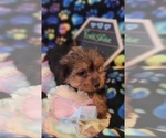 Small Photo #12 Yorkshire Terrier Puppy For Sale in AKRON, OH, USA