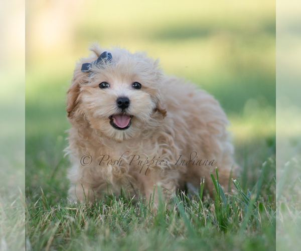 Medium Photo #57 Maltipoo (Miniature) Puppy For Sale in WARSAW, IN, USA