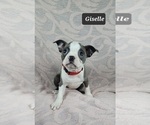 Small Photo #16 Boston Terrier Puppy For Sale in MINERAL WELLS, WV, USA