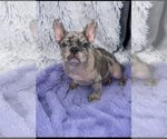 Small #3 French Bulldog