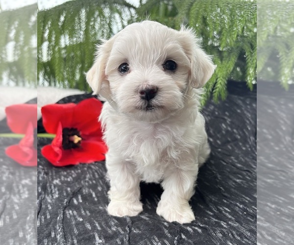 Medium Photo #9 Maltese Puppy For Sale in ROCK STREAM, NY, USA