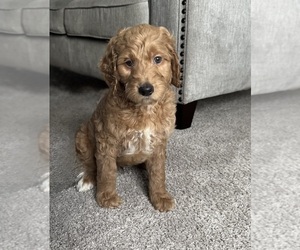 Goldendoodle Puppy for sale in ARLINGTON, TX, USA