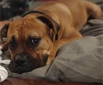 Small Photo #1 Boxador-Bullboxer Pit Mix Puppy For Sale in PHOENIX, AZ, USA