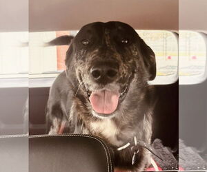 Catahoula Leopard Dog-Great Pyrenees Mix Dogs for adoption in Winter Park, CO, USA