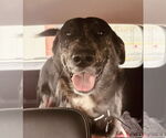 Small Catahoula Leopard Dog-Great Pyrenees Mix