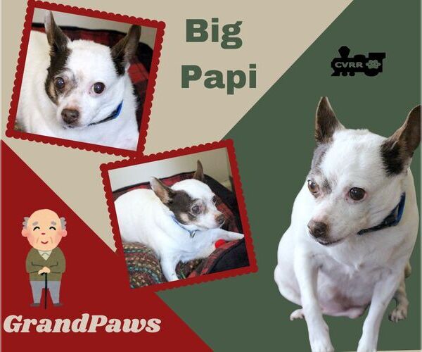 Medium Photo #2 Rat Terrier-Unknown Mix Puppy For Sale in Lindsay, CA, USA