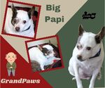 Small #1 Rat Terrier Mix