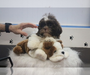 Medium Shih Tzu