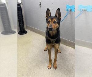 German Shepherd Dog Mix Dog for Adoption in Las Vegas, Nevada USA