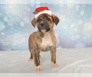 Boxer-German Shepherd Dog Mix Dogs for adoption in Oroville, CA, USA