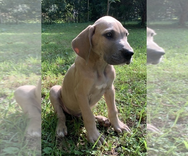 Medium Photo #19 Great Dane Puppy For Sale in CLOVER, SC, USA