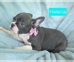 Small #4 Faux Frenchbo Bulldog