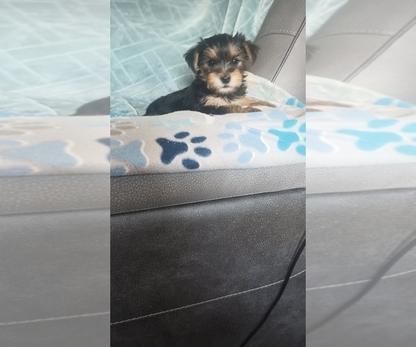 Medium Photo #1 Yorkshire Terrier Puppy For Sale in BENSON, NC, USA